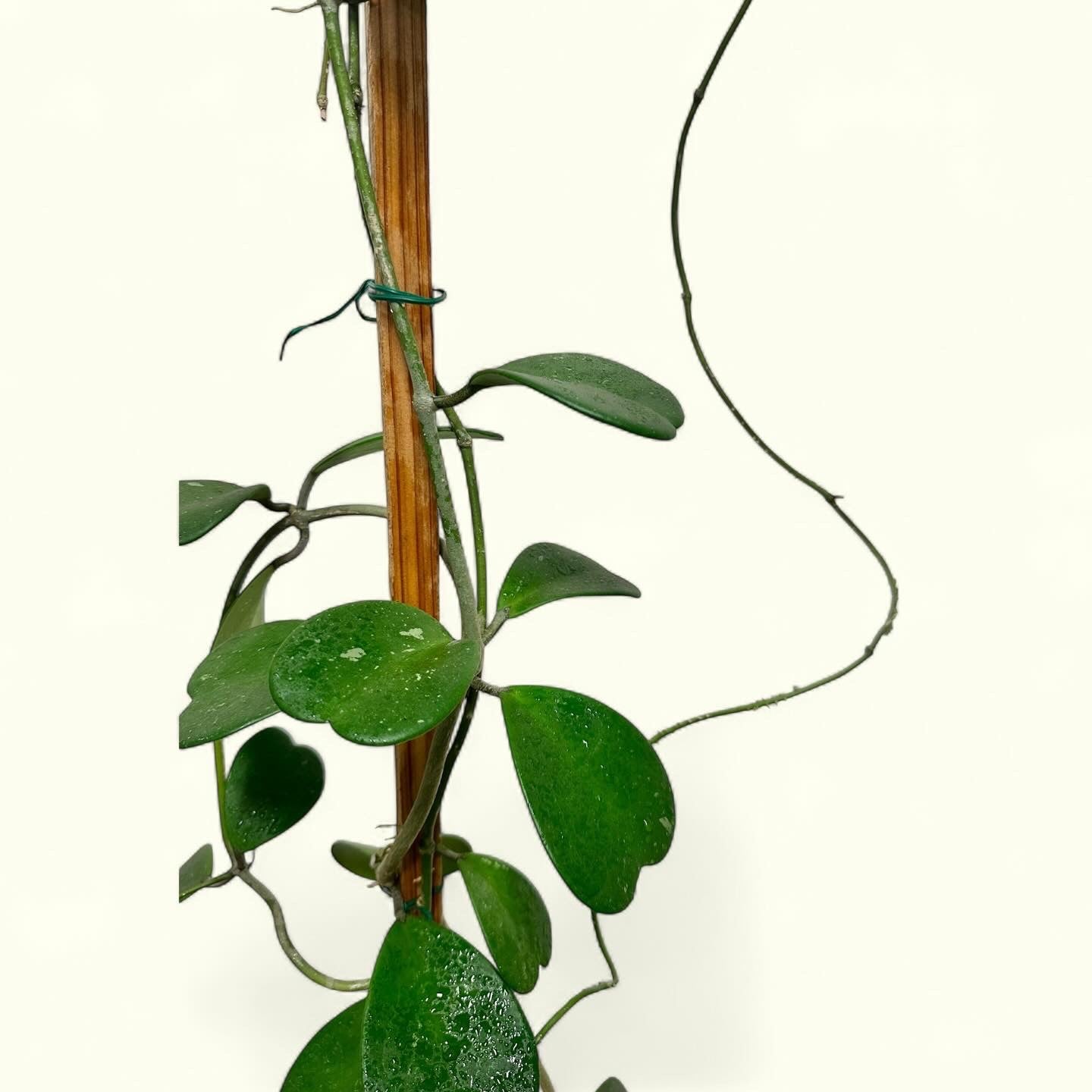 Hoya