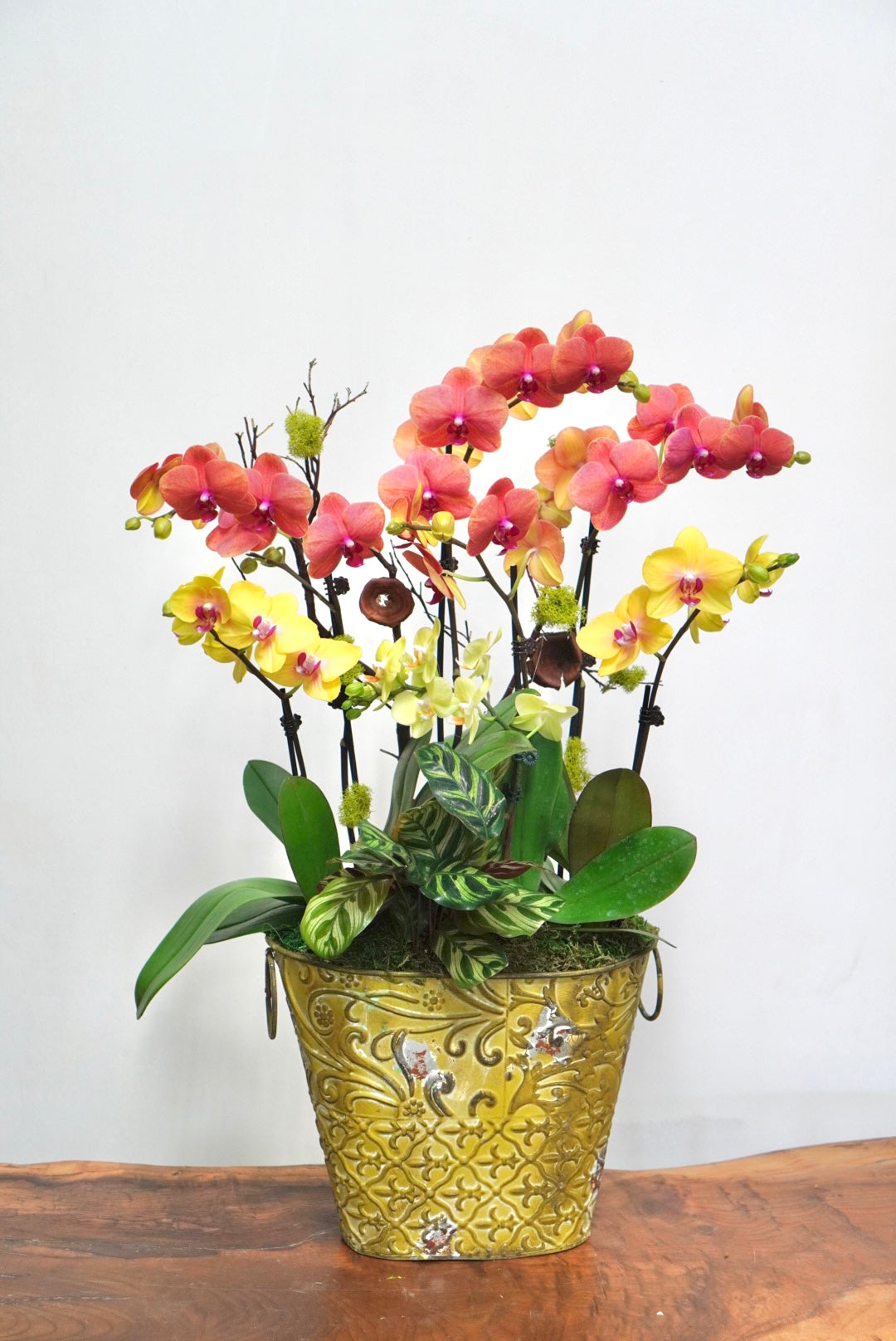 Orhcid 004L