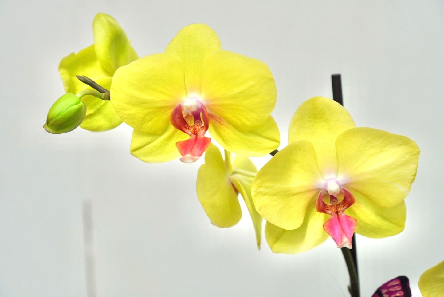 Orchid 005S
