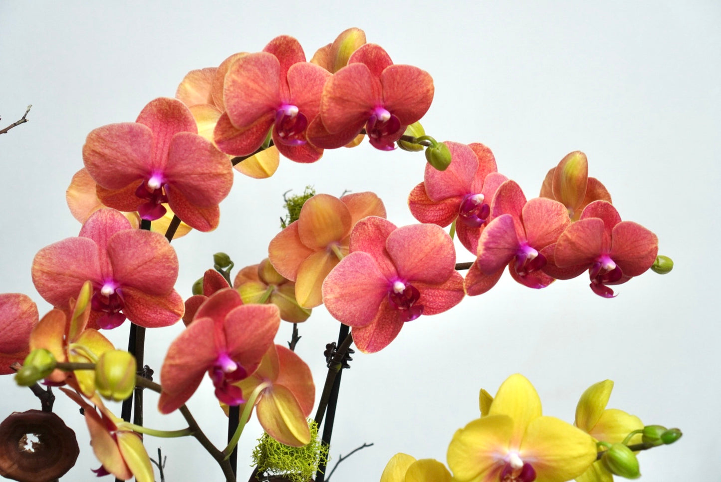 Orhcid 004L