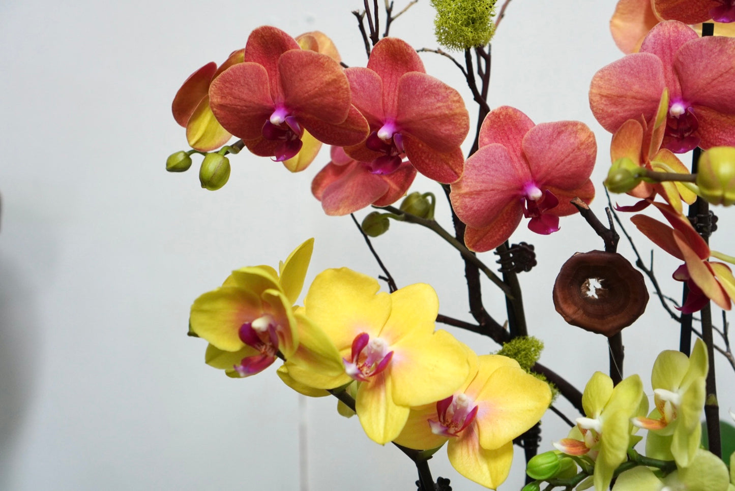Orhcid 004L