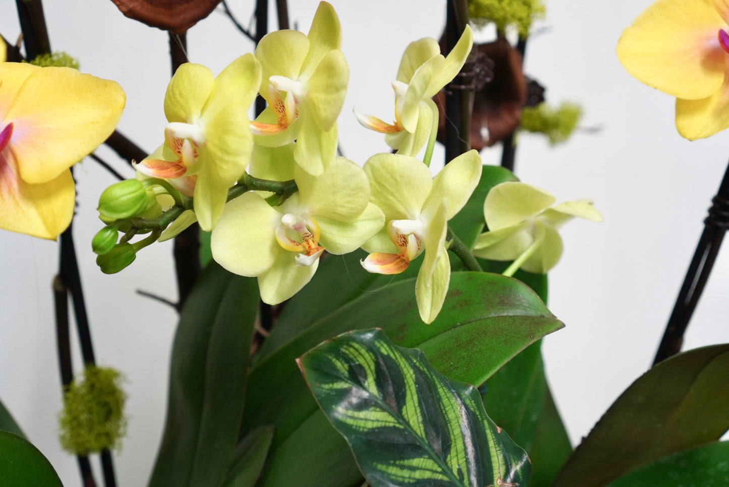 Orhcid 004L