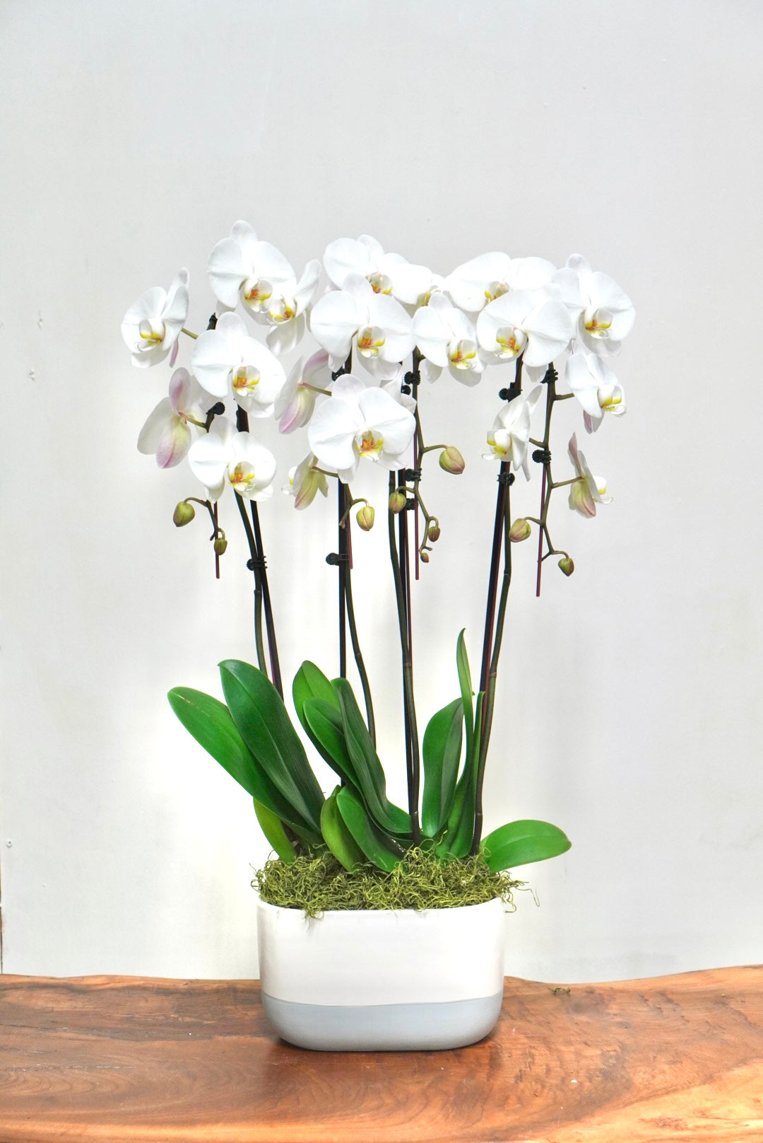 Orchid 004M