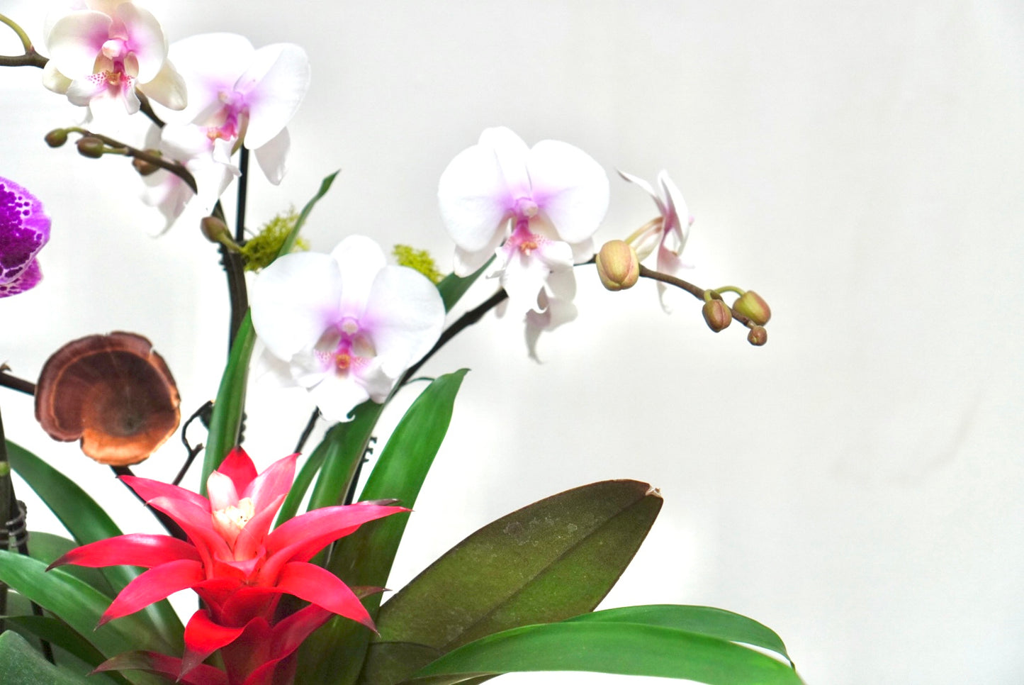 Orchid 002S