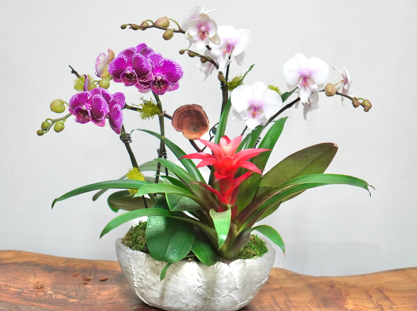 Orchid 002S