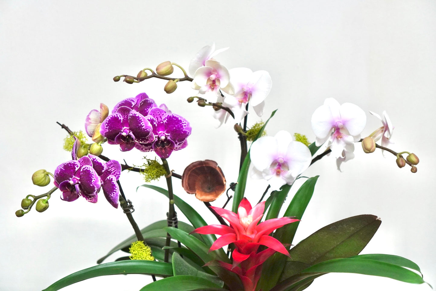 Orchid 002S