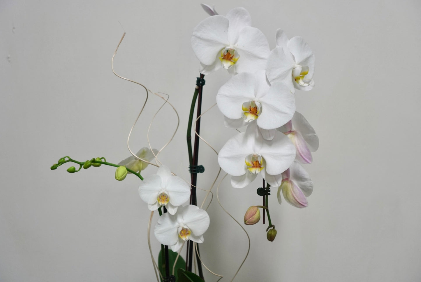Orchid 004S