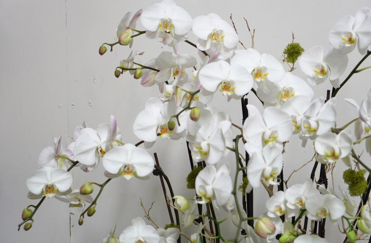 Orchid 013L