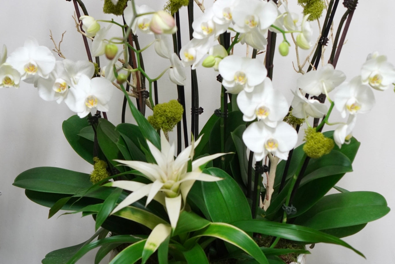 Orchid 013L