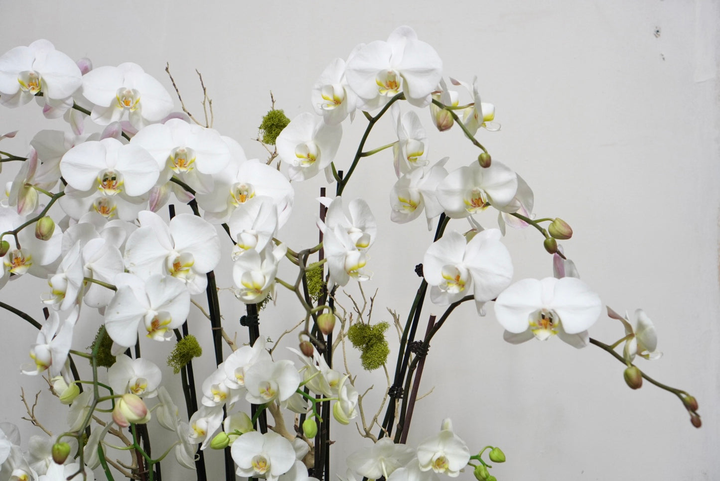 Orchid 013L