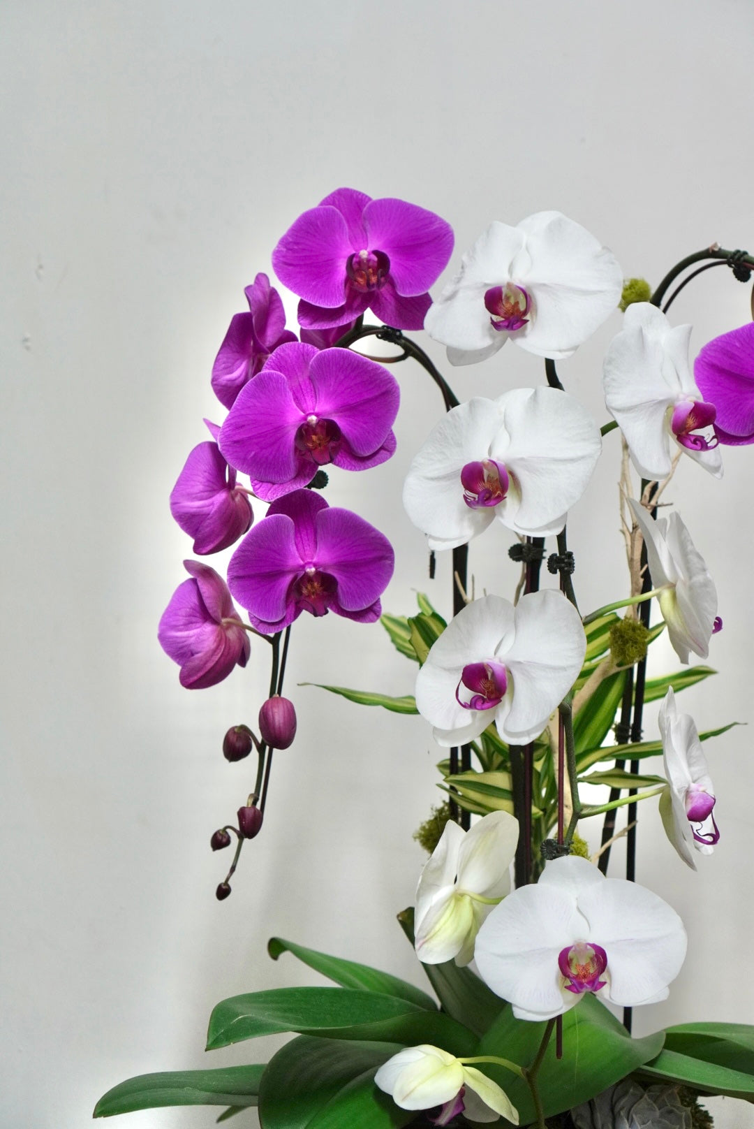 Orchid 020M
