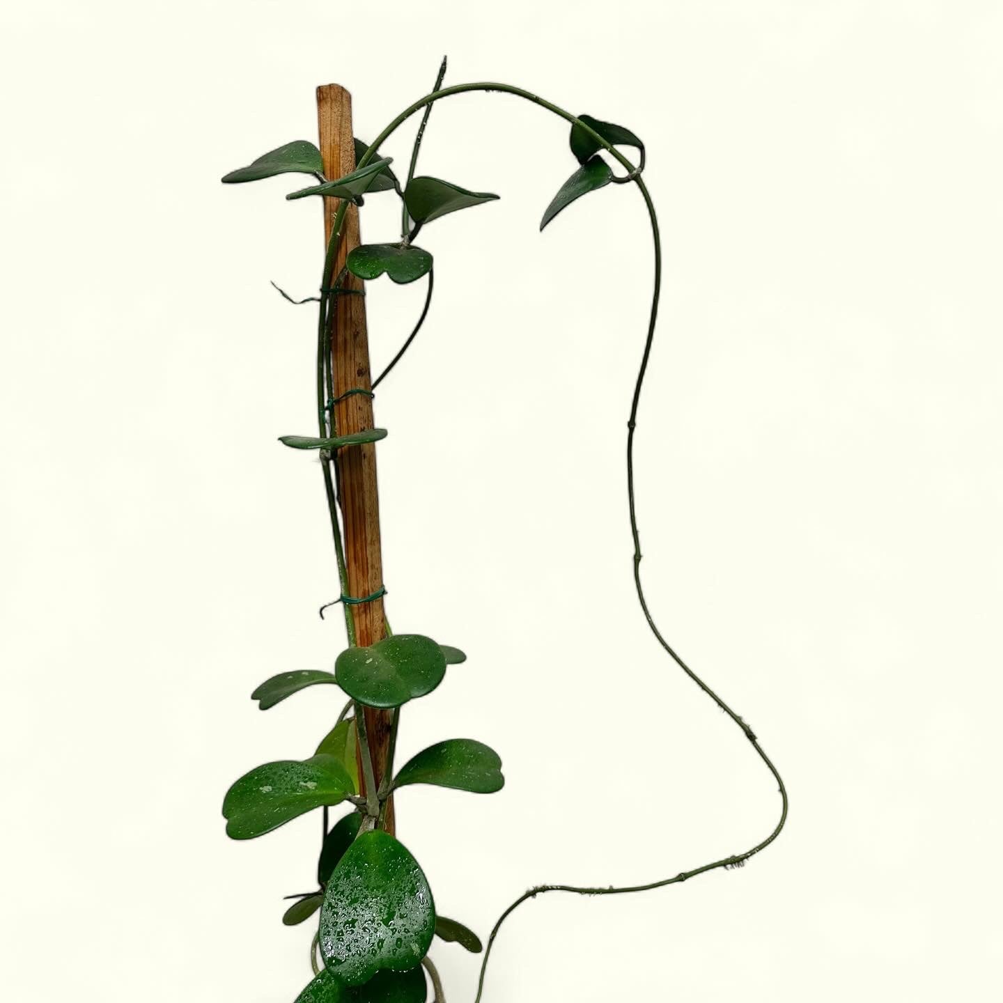 Hoya
