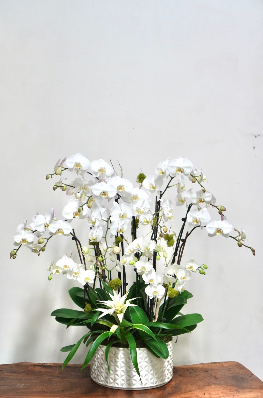 Orchid 013L
