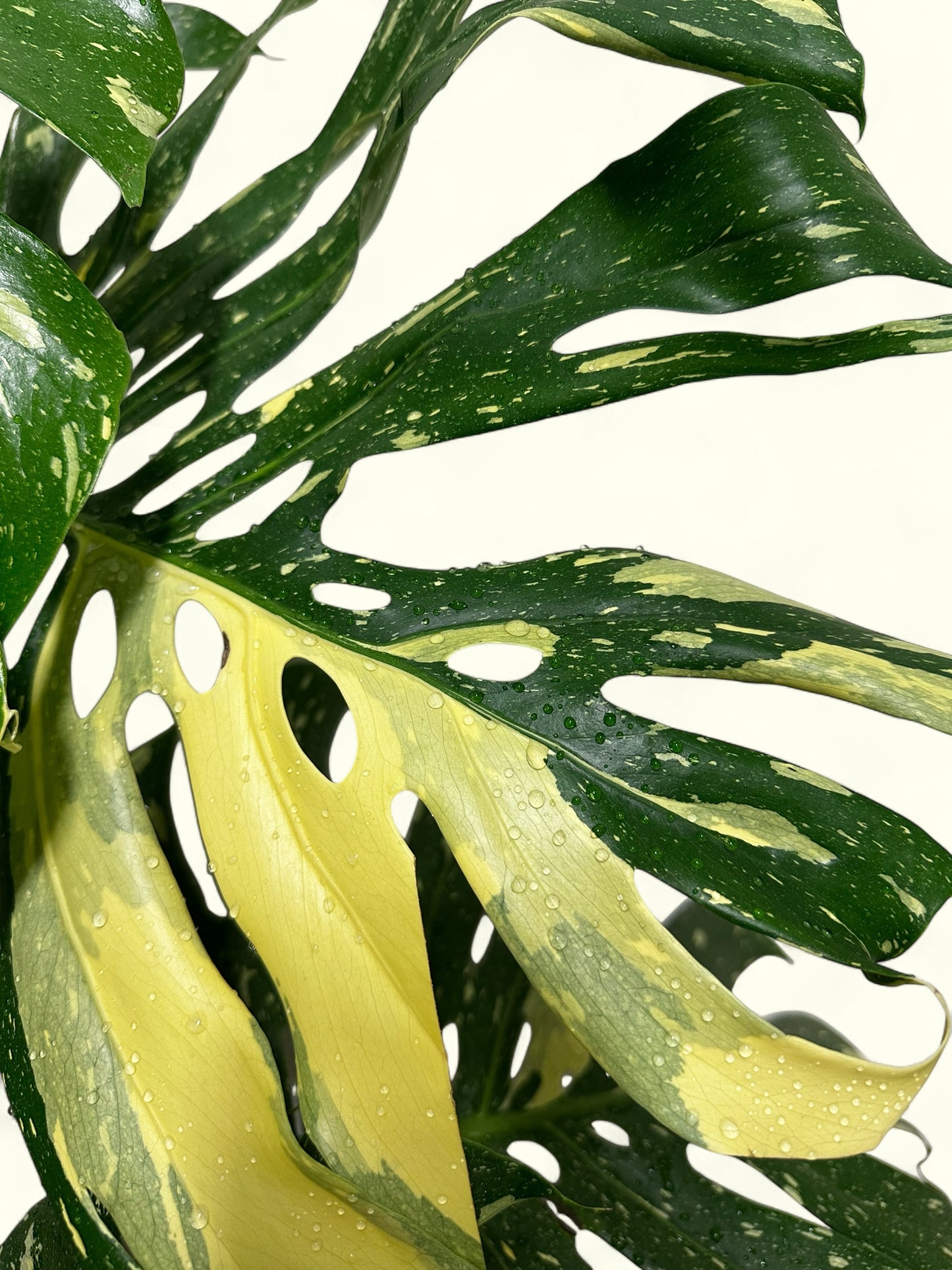 Variegated Monstera