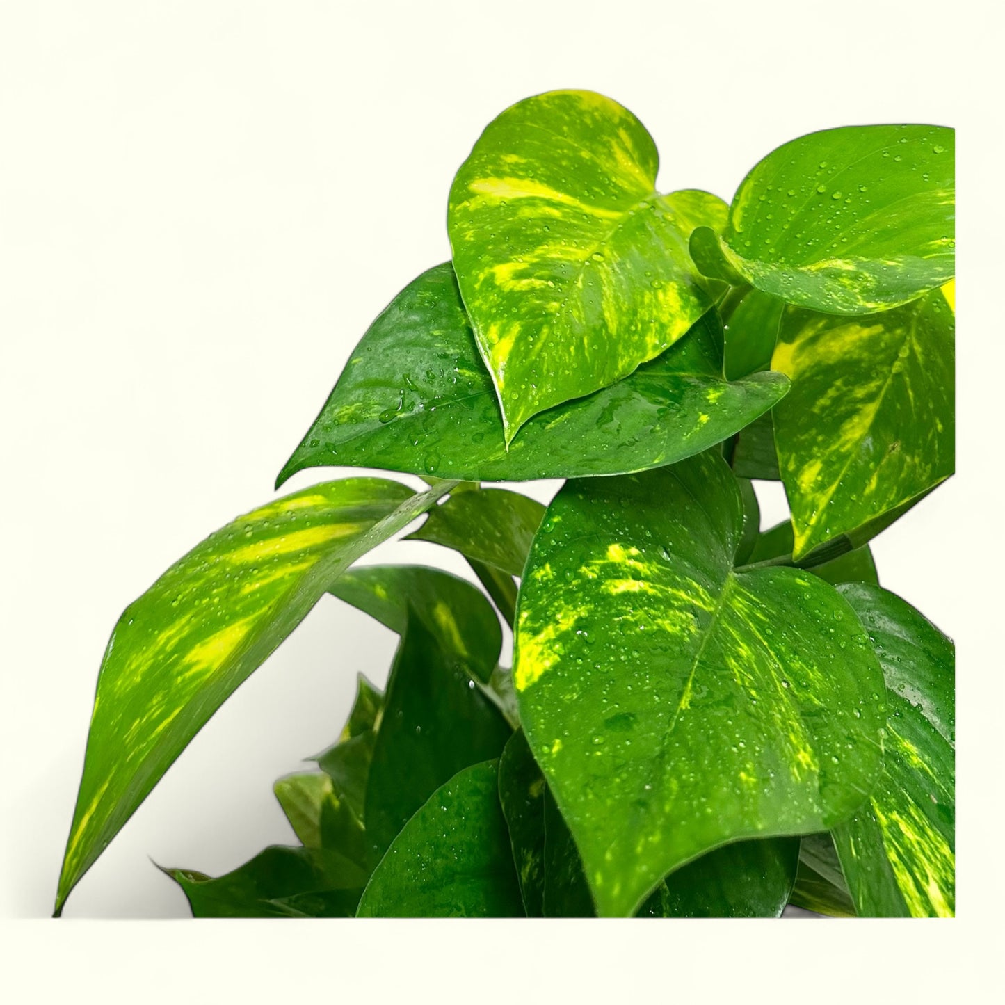 Golden Pothos