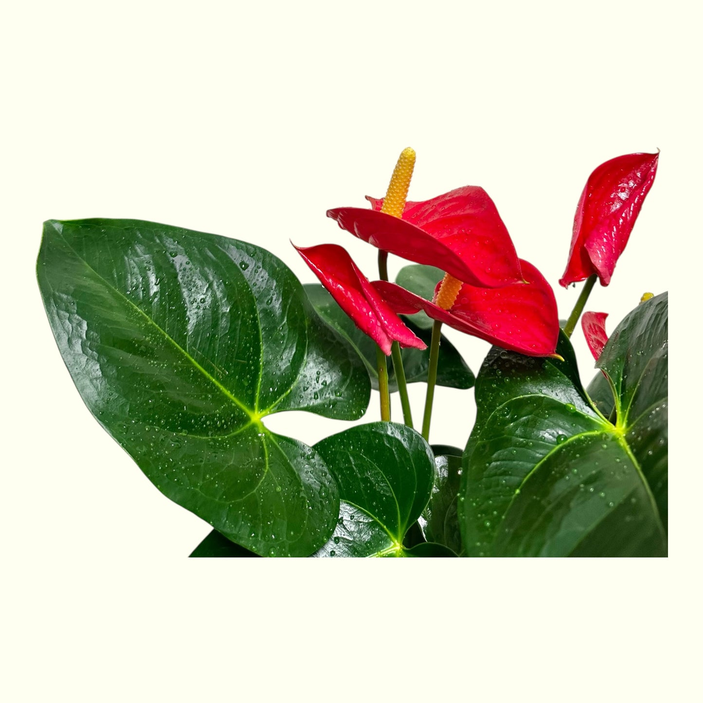Red Anthurium