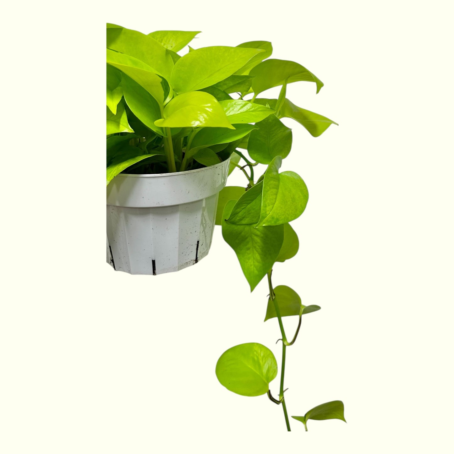 Neon Pothos