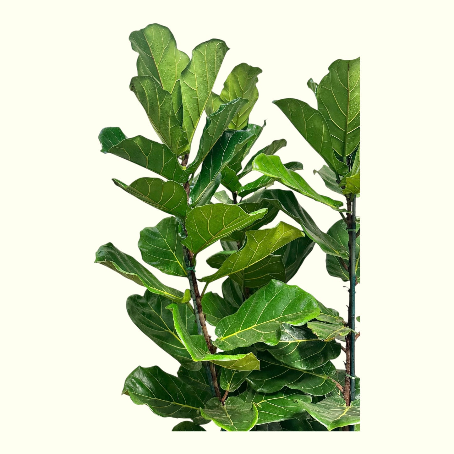 Fiddle Leaf Fig