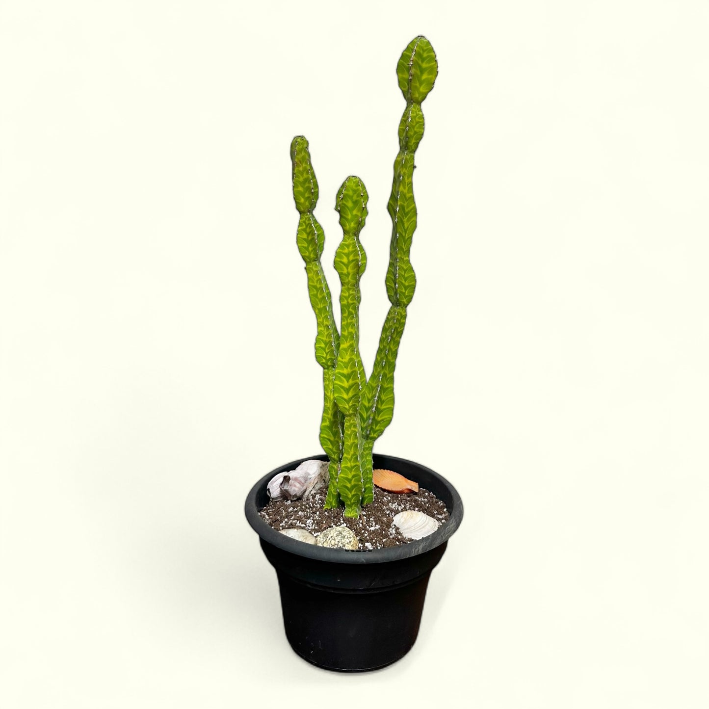 Euphorbia Trigona