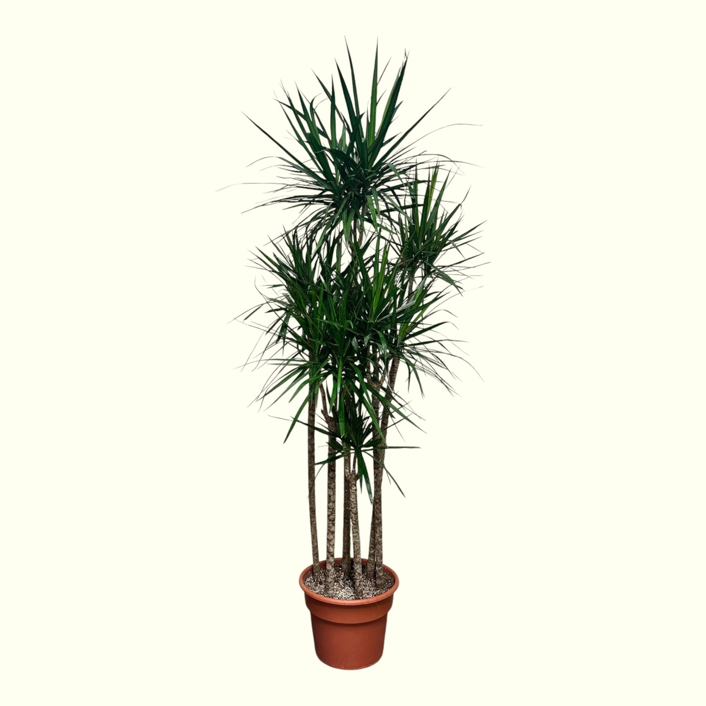 Dracaena Marginata