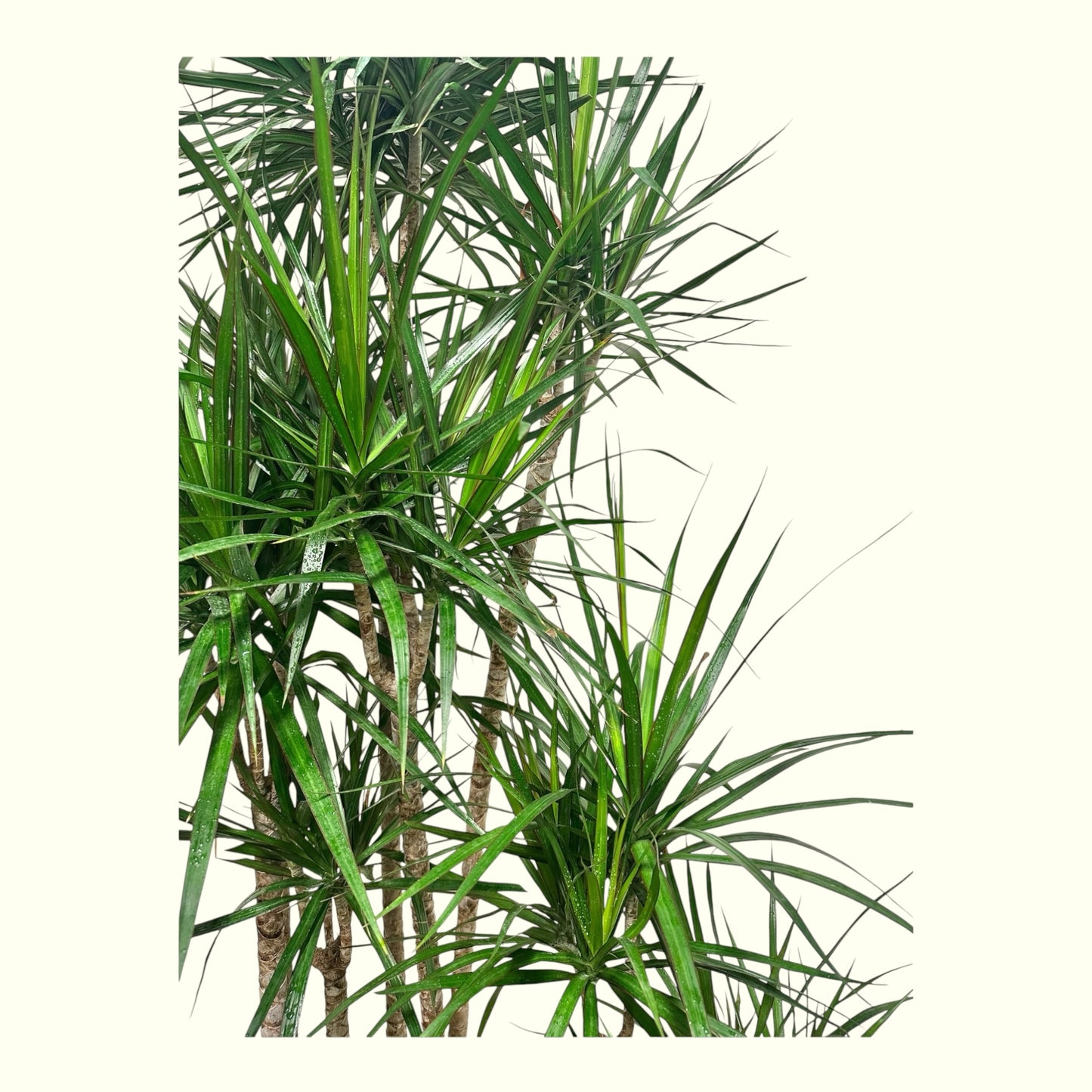 Dracaena Marginata