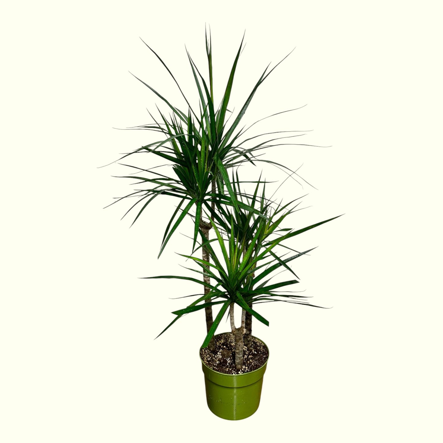 Dracaena Marginata