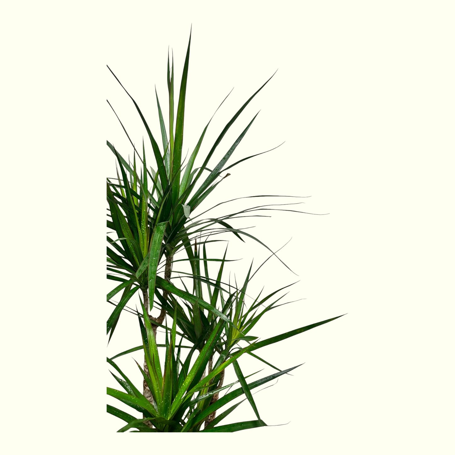 Dracaena Marginata