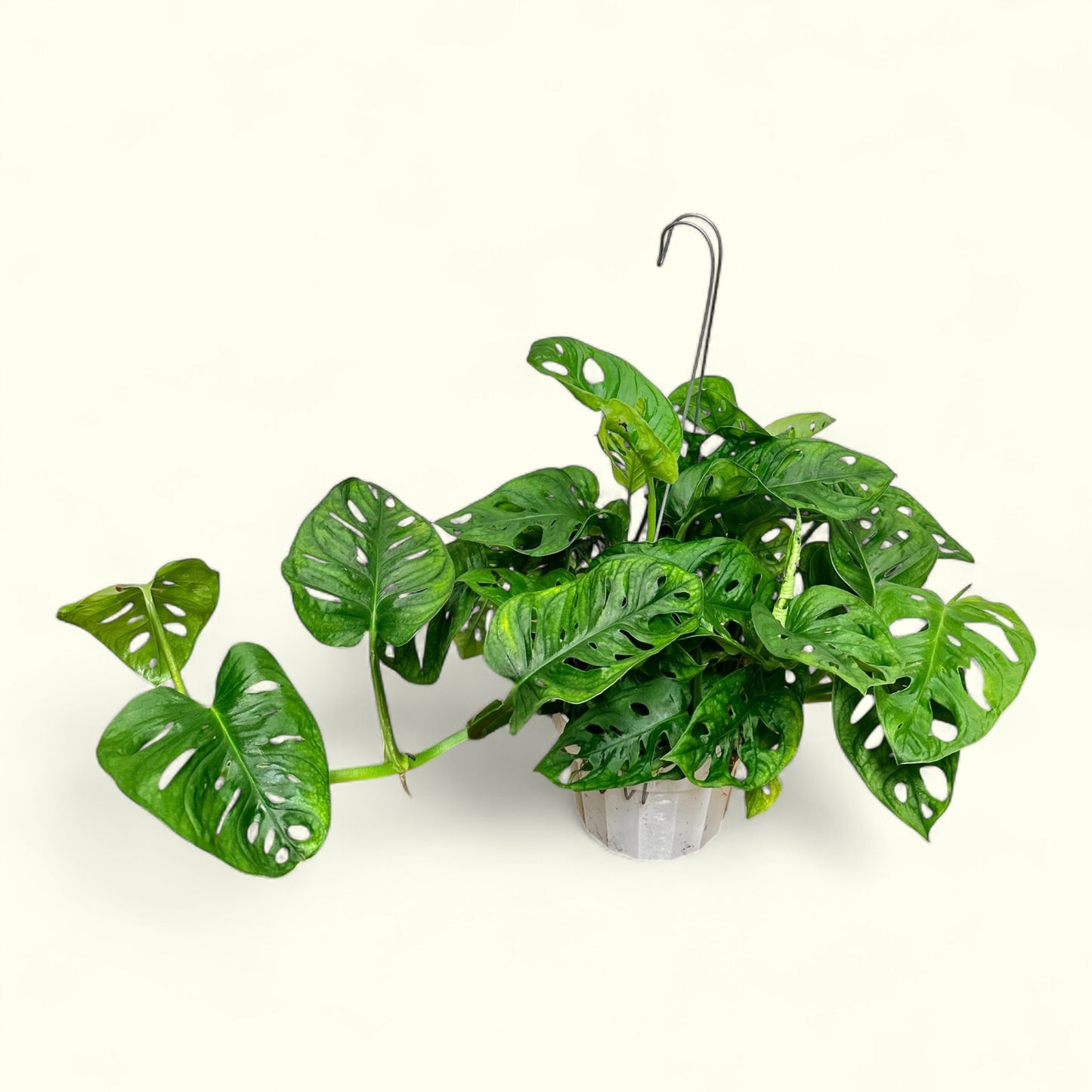 Monstera Adansonii