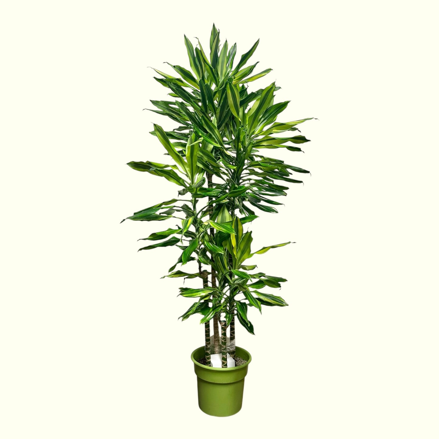 Dracaena Reflexa
