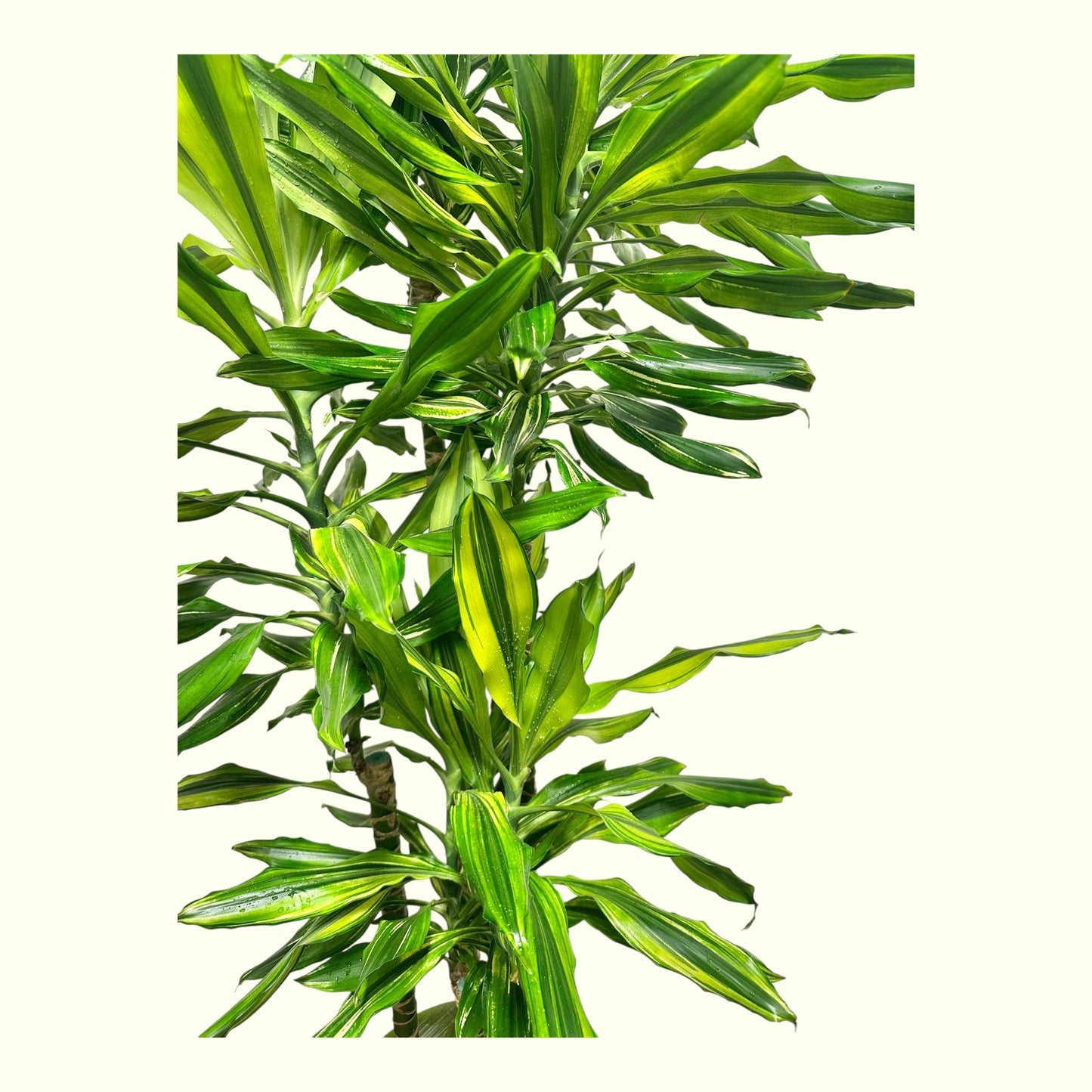 Dracaena Reflexa