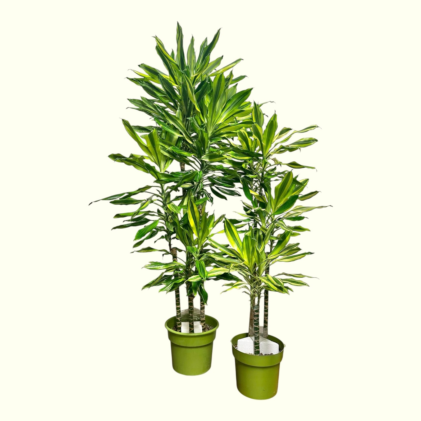 Dracaena Reflexa