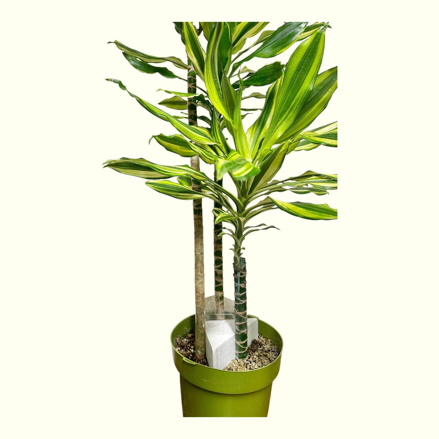 Dracaena Reflexa