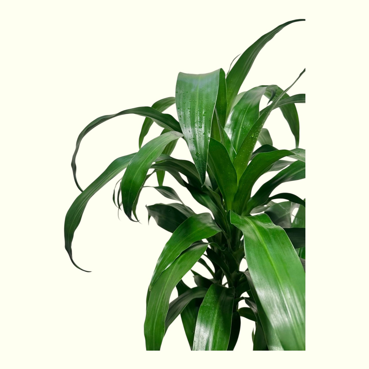 Dracaena Fragrans