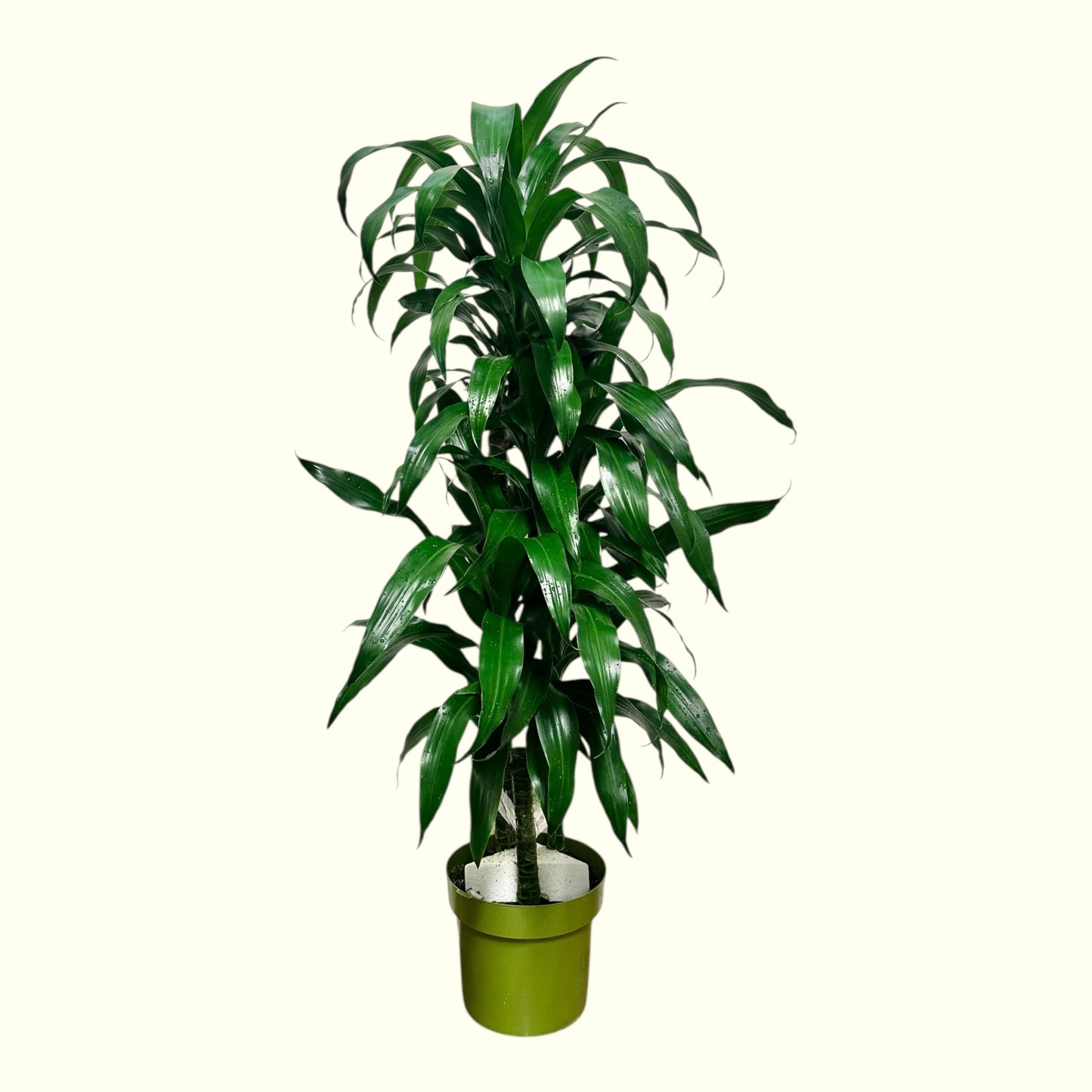 Dracaena Fragrans