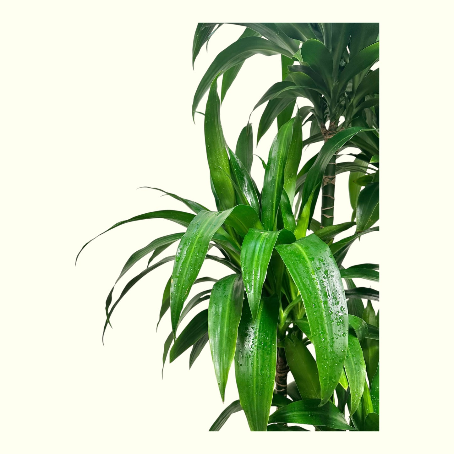 Dracaena Fragrans