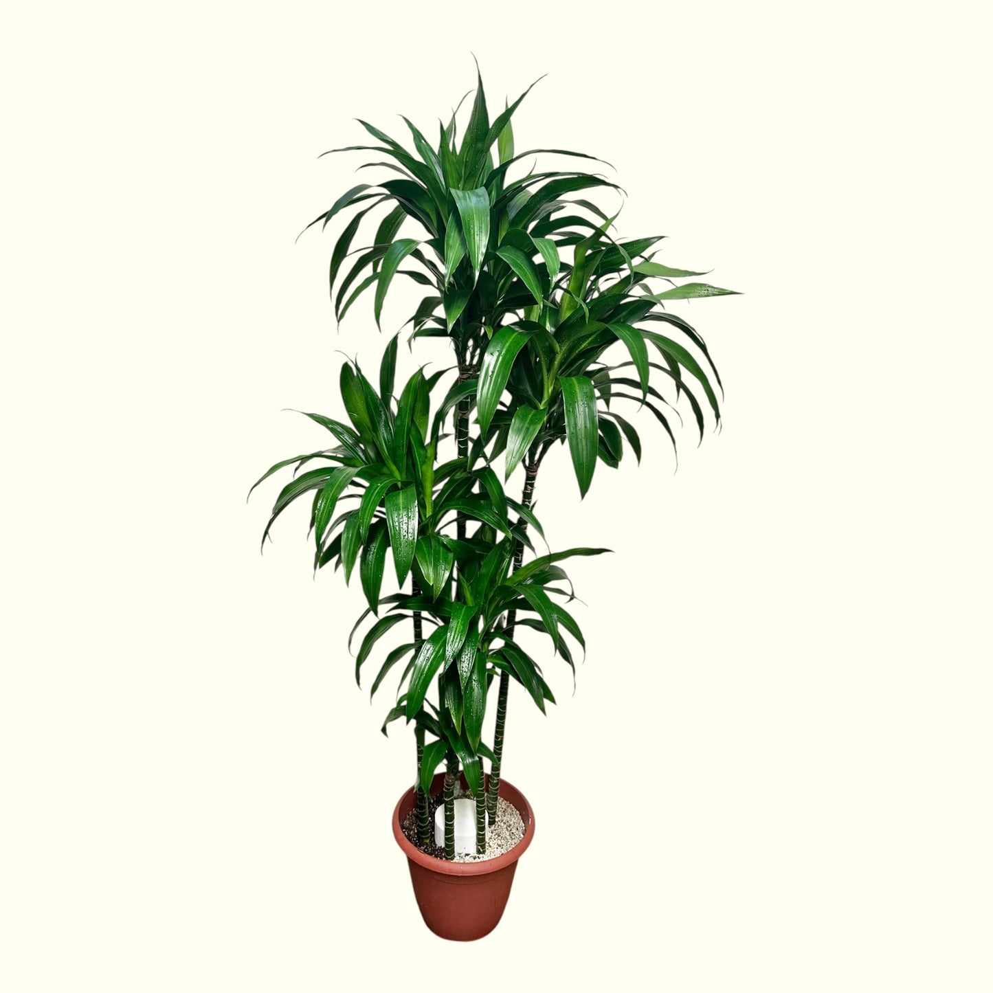 Dracaena Fragrans