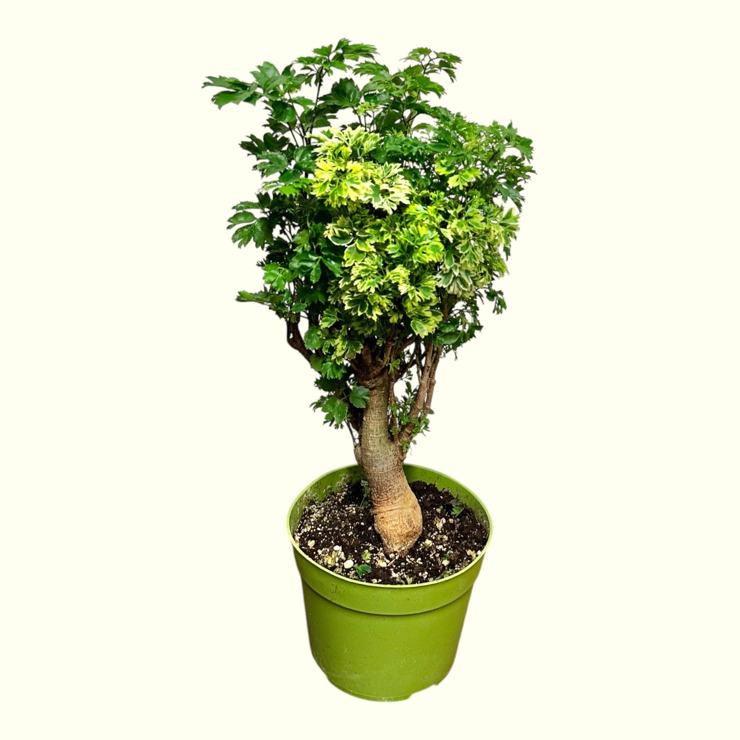 Ming Aralia