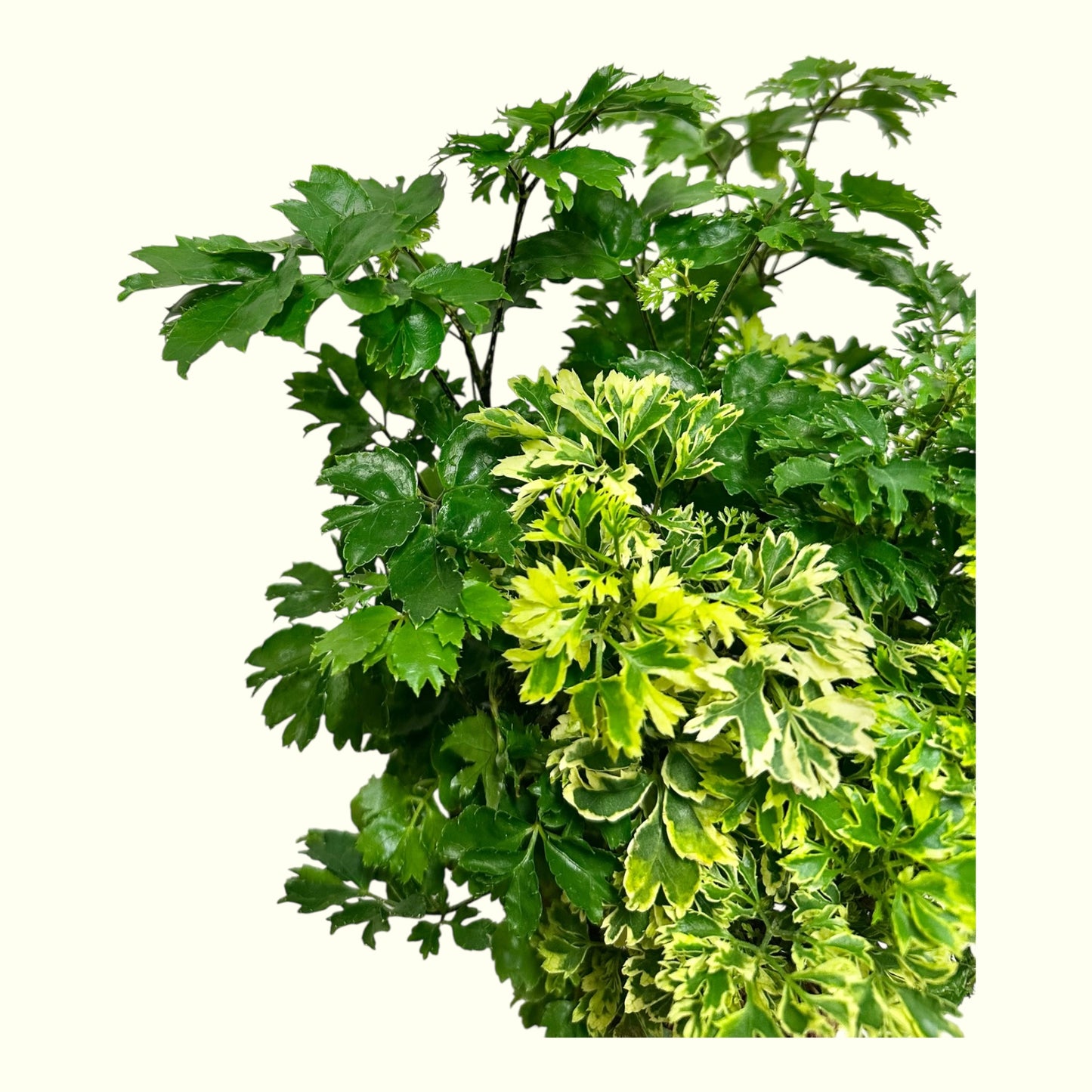 Ming Aralia