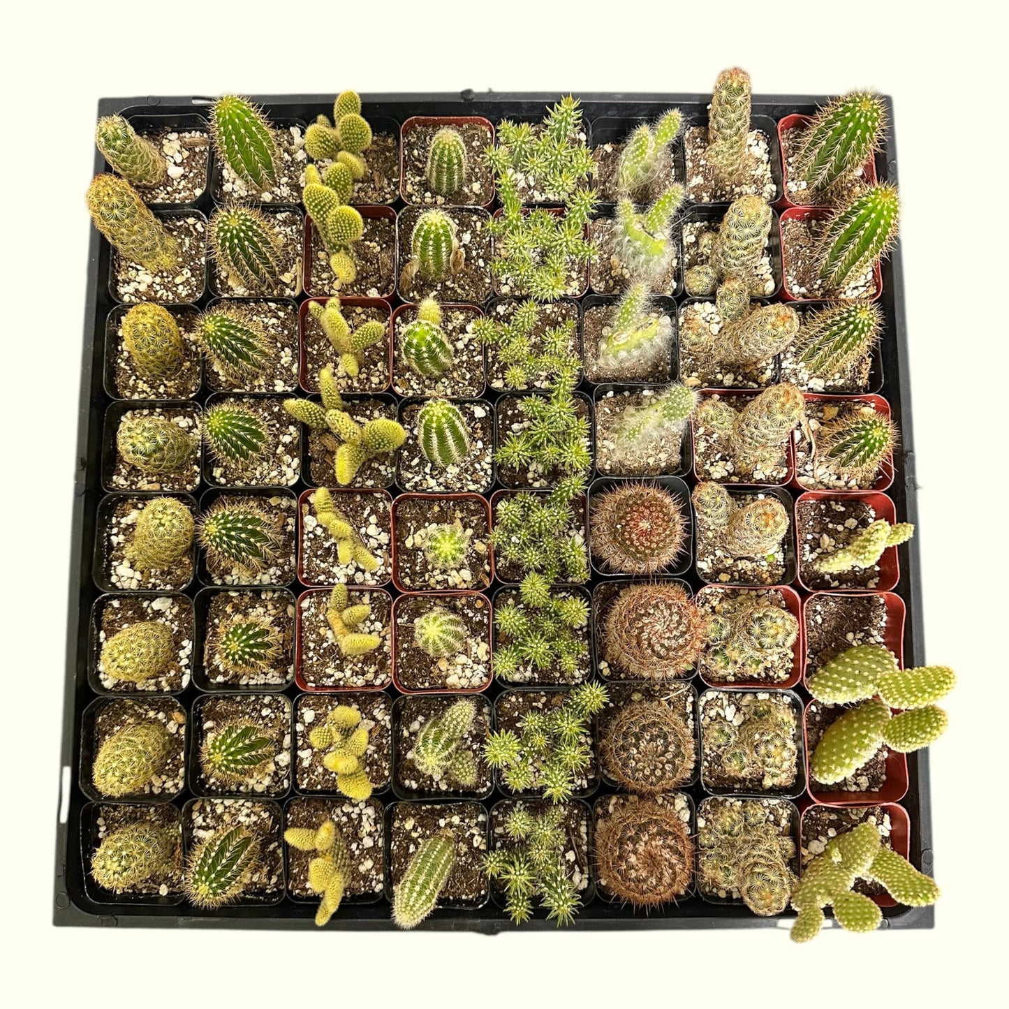 Mini Cactus Mixed Variety Tray