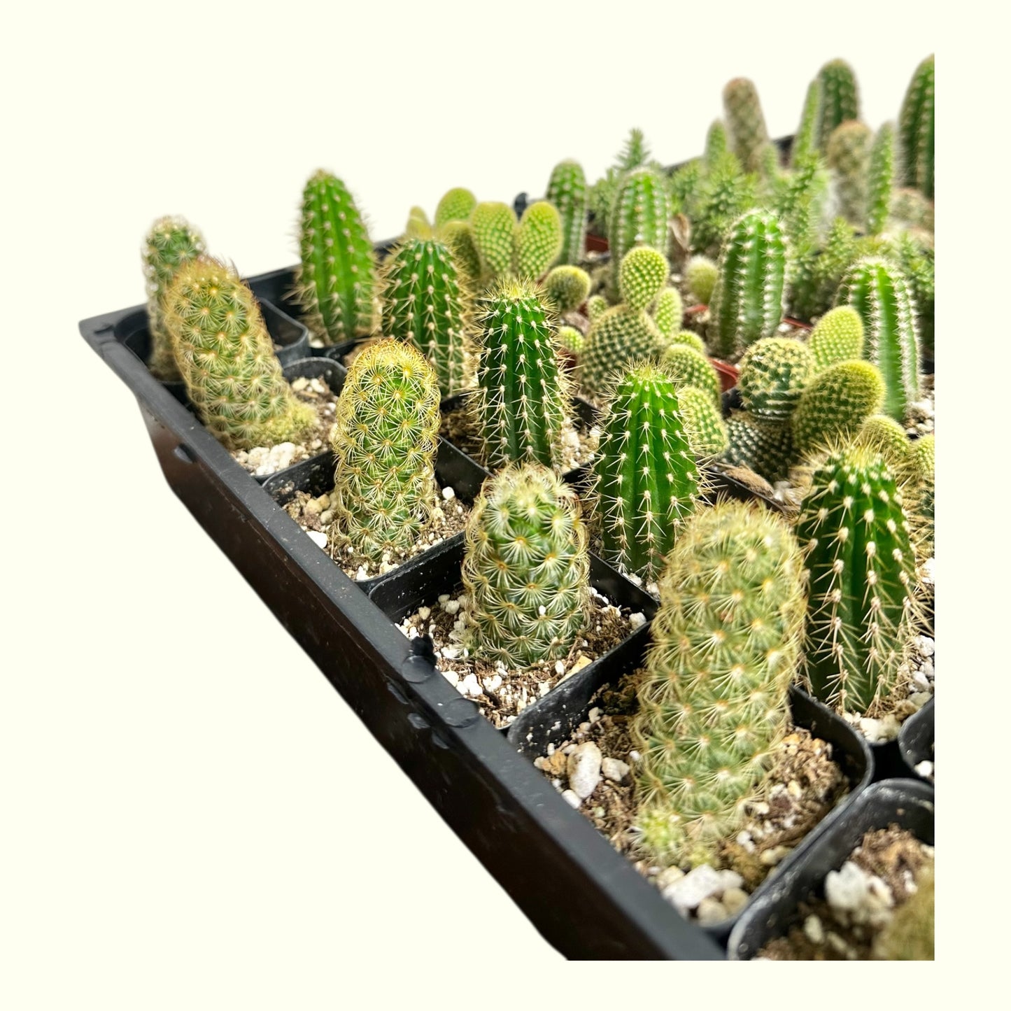 Mini Cactus Mixed Variety Tray