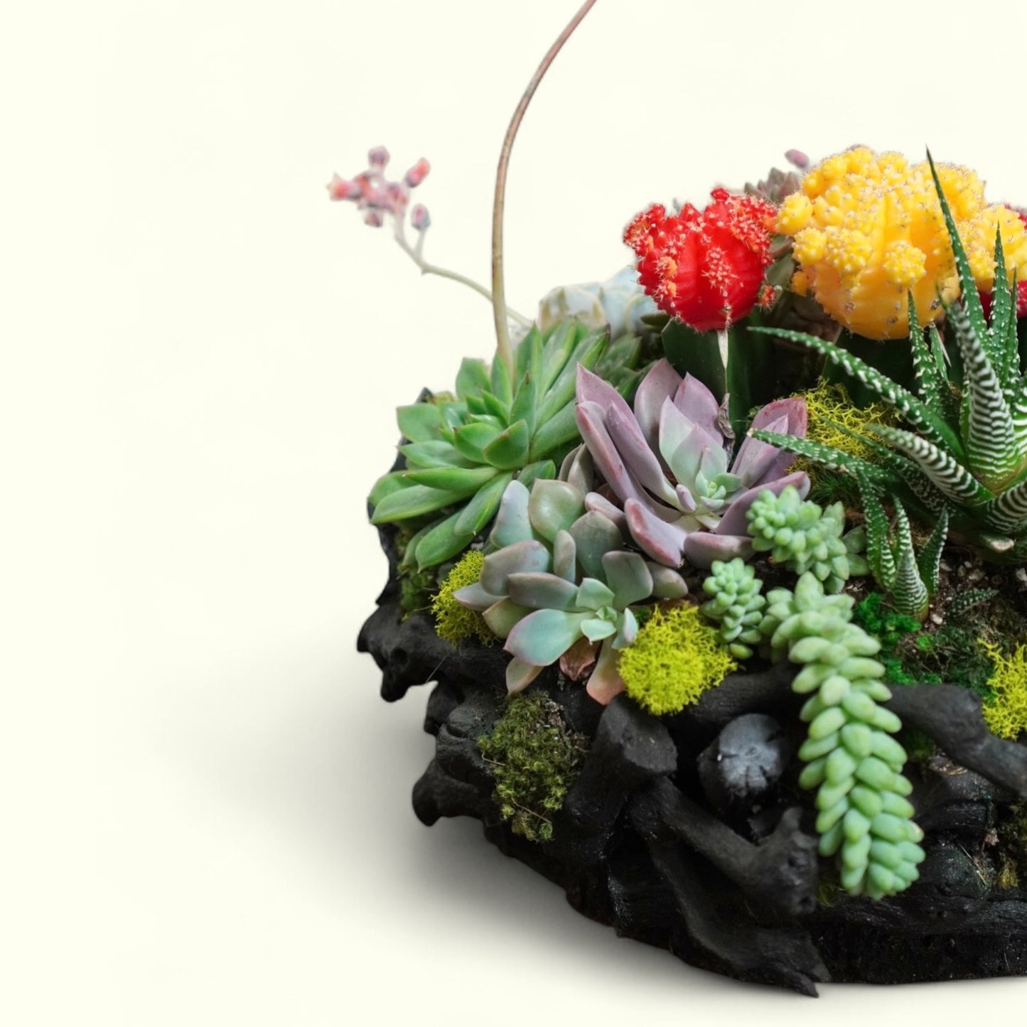 Black Drift Garden