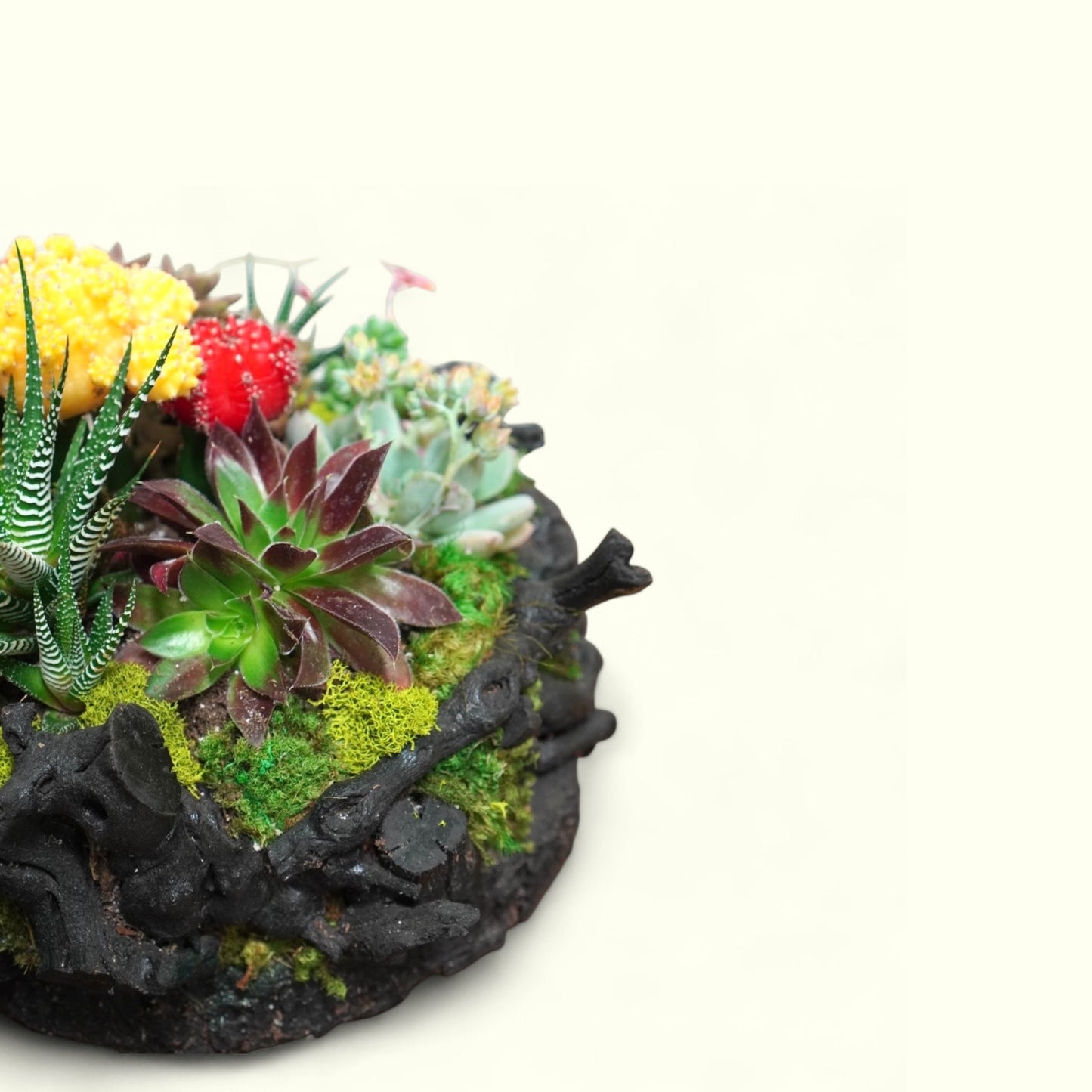 Black Drift Garden