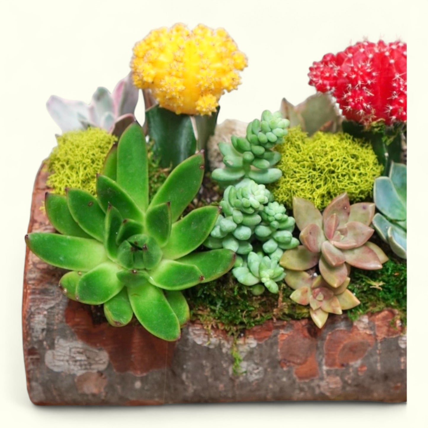 Rustic Bloom Log
