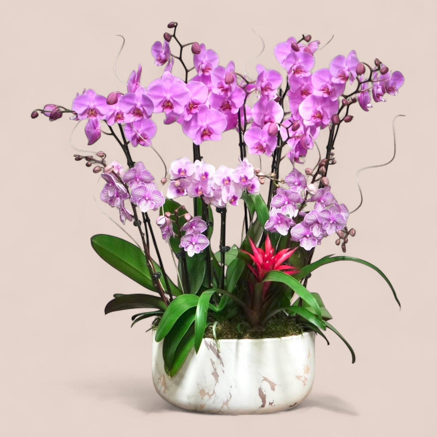 Violet Crest