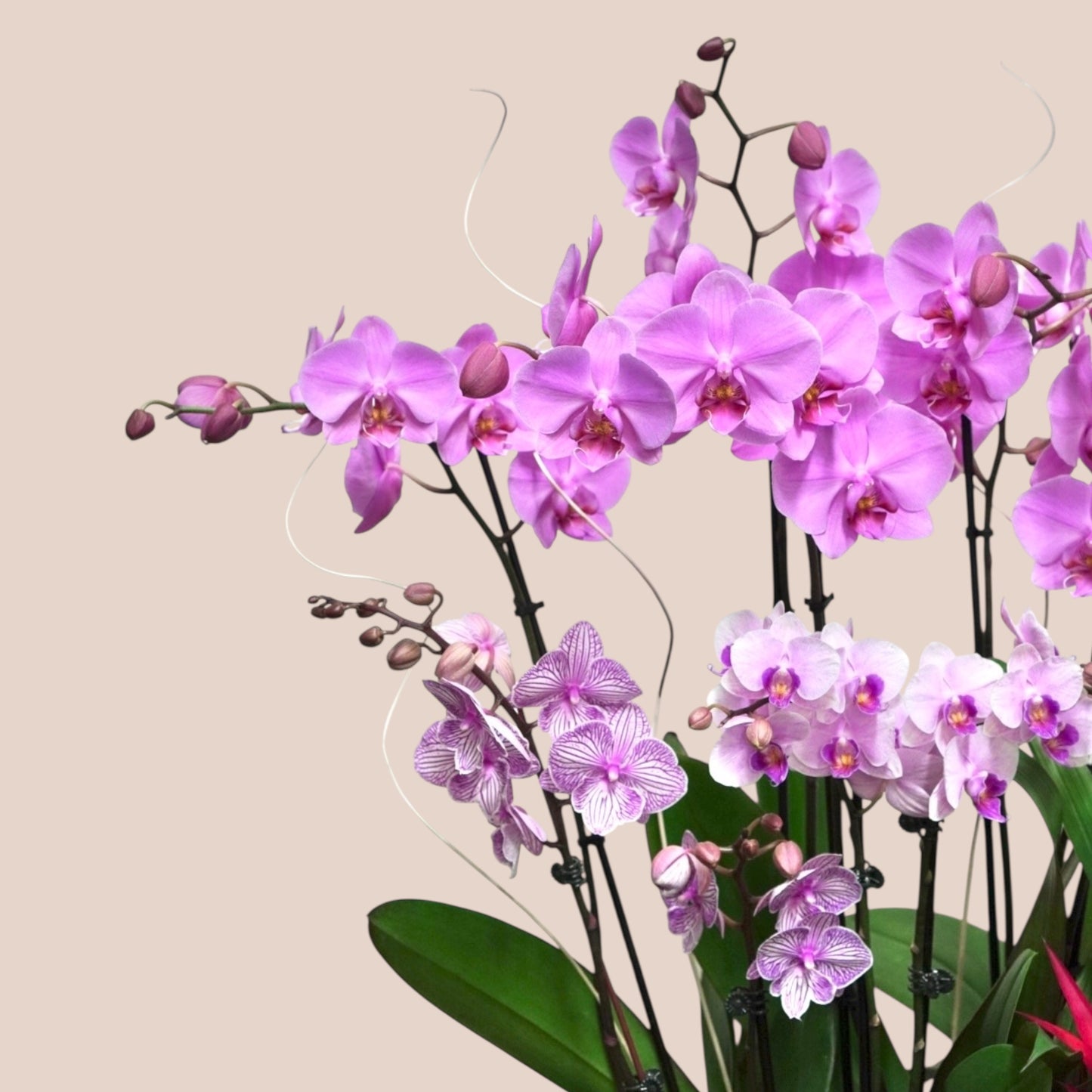 Violet Crest