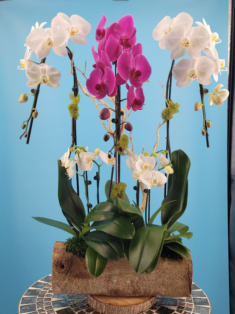 Orchid 008L
