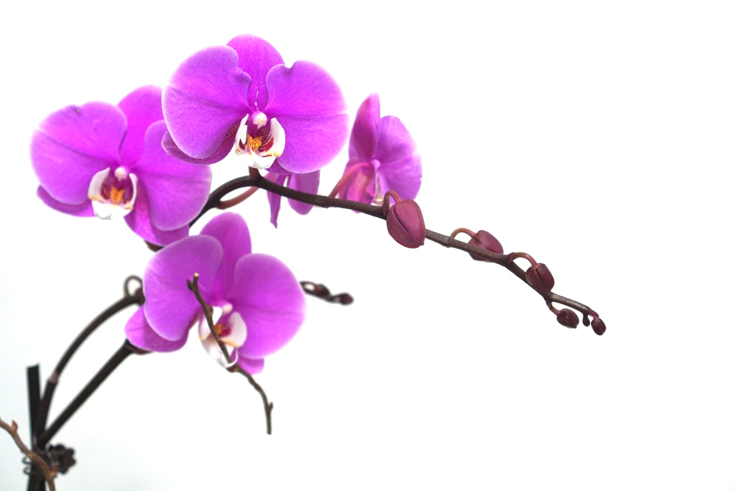 Orchid 001M
