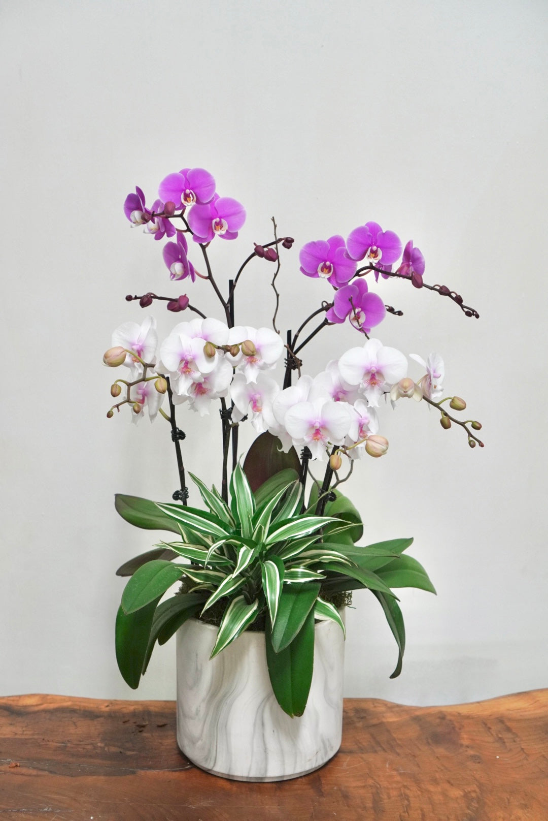 Orchid 001M