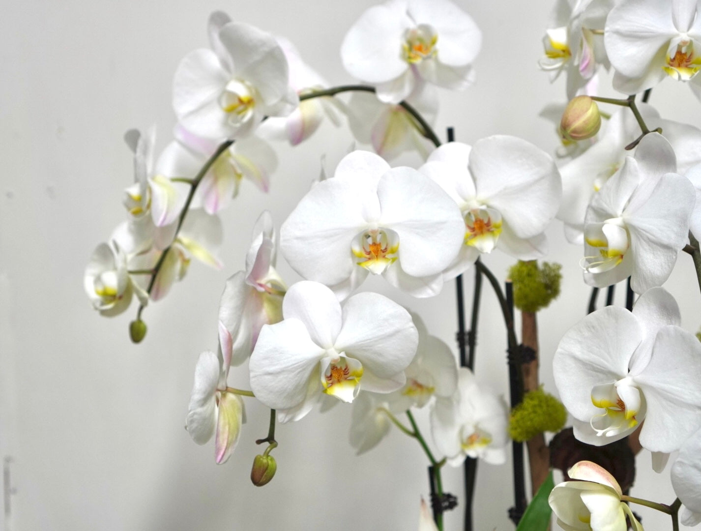 Orchid 008M