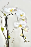 Orchid 007S